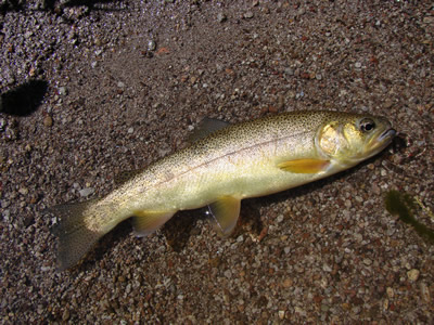 Gila Trout